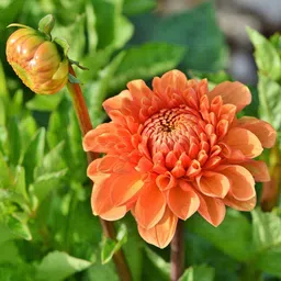 silba Dahlia Seed, Dahliya Seed, Daliya Seed Seed image 4