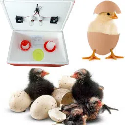 humbe&co Double Holder 100 Egg Semi Automatic, Incubator With Drinker&Feeder free, Egg Incubator-picture-21