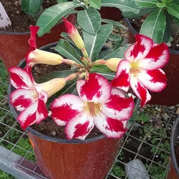 breezy blooms Adenium Plant-picture-27