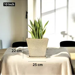 GARDEN'S NEED Jaguar Greece Beige Planter With Tray image 2