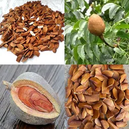 ibains African mahogany seeds hybrid pack of 25 Seed image 1