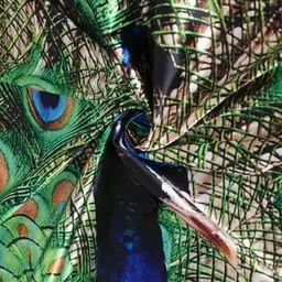 kaprido 213 cm (7 ft) Door Polyester Semi Transparent Curtain Single Curtain image 3