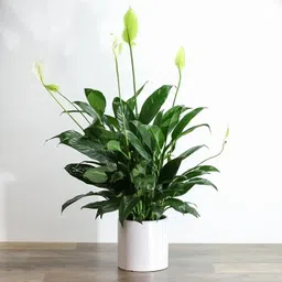 alochuz Peace Lily Plant image 5
