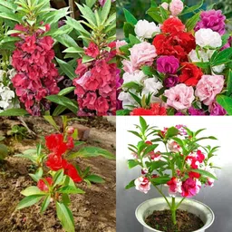 ibains Double pattal balasom flower seeds pack of 28 Seed image 4