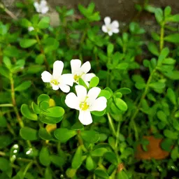 cloud farm Bacopa Monnieri image 2