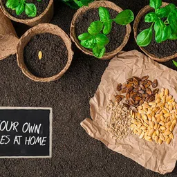 deys agro ™ hybrid vegetable seeds combo pack organic Seed image 2