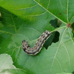 green revolution Funnel Trap With Spodo O Lure (Spodoptera litura pheromone lure) image 4