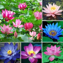 Japanese bansi lotus seeds Seed-image-0