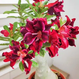 breezy blooms Adenium Plant-picture-24