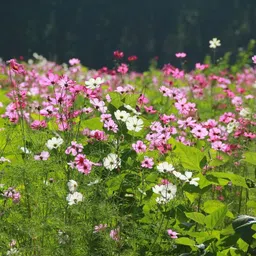 silba Cosmos Seed, Cosmos Phuler Beej Seed image 2