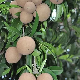 agrawbic Chiku Plant-picture-10