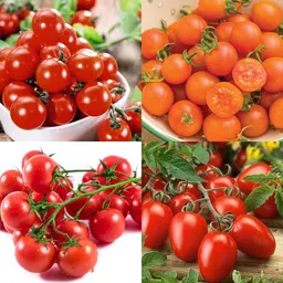 ibains Big tomato seed pack of 140 Seed image 4