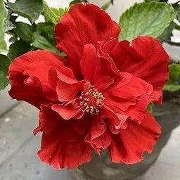 alogardening Hibiscus Plant image 1