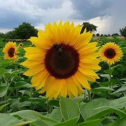 Sunflower Seed-image-54