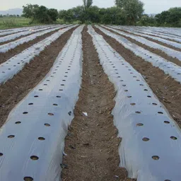agritec Agriculture Mulching Sheet/Paper 20 Micron/ 400 Meter Length- 4 Feet Width Garden Mulch image 5