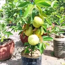 alogardening Guava Plant image 4