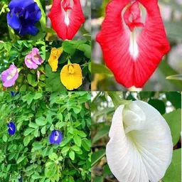 sbains Red Aprajita Seeds no of seeds 18 Seed-picture-25