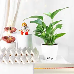 Plant Gift Set For Bhai Dooj-picture-11