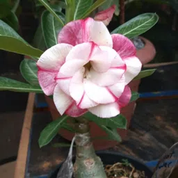 breezy blooms Adenium Plant-picture-30