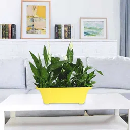 thebestplant Plant Container Set image 3