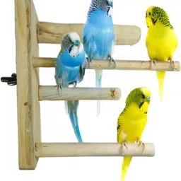 Addy Bird Perch Wooden Perch, Stick, Training Aid For Bird-image-6