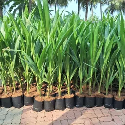 green view Coconut Plant image 2