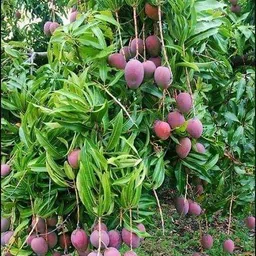 knursery Mango Plant-picture-35