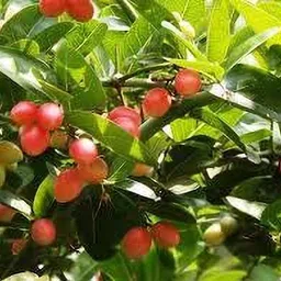 shyam Tropical Synesepalum Dulcificum Exotic Rare Red Miracle BerryLive Fruit Plant Seed image 1