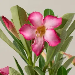 afartiobina Adenium Plant image 3