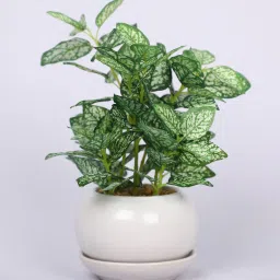 casacraft from pepperfry Green Artificial Bonsai Plant with Pot image 2