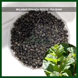 bdsresolve Malabar Spinach Seeds For Gardening pack of 31 Seed image 2