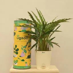 Calathea Rufibarba - Medium Natural Plant in White Self Watering Plastic Pot by Ugaoo-picture-17