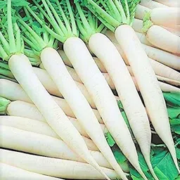 srida Radish, Mooli, Muli Seed image 1