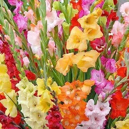 zaabus Gladiolus/sword Lily Flower Bulbs for All Season Flower Bulbs Seed (PACK OF 6) Seed image 2