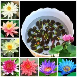 seedkey original lotus flower plant seeds Seed-picture-10