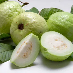 plantoria Guava Plant image 2