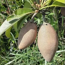 cloud farm Chiku Plant image 2