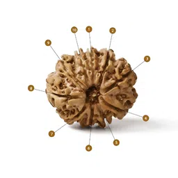 Gemsmantra Brown Wooden 10 Mukhi Nepali Rudraksha With Pendant image 2