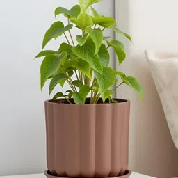 LASAKI lona Brown Ceramic Handmade Planter With Plate image 2