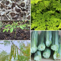 Drumstick Seed, Moringa Seed, Sahjan Seed, Sajna Bij Seed-image-23