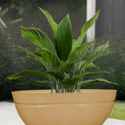 Go Hooked Brown & Green Lotus Bowl Durable Planter-picture-41