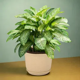 Kuber Industries 4 Pcs Planters With Plate image 2