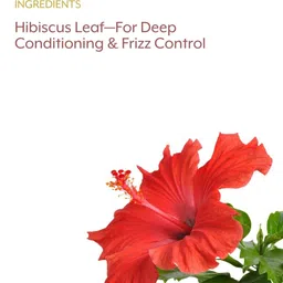 Dailyherbs Hibiscus Powder For Hair & Shine - 100 g image 5