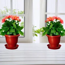 Virajsanchi 3-Pcs Brown Plastic High Quality Planters image 3