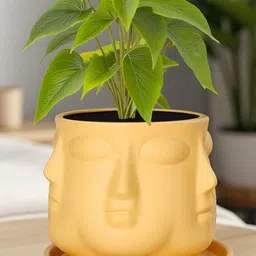 LASAKI Yellow Ceramic Handmade Vivan Planter With Plate-picture-11