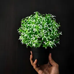 paperi White 1 Pieces Rosmarinus Artificial Plant With Pot image 4