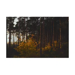 Inephos Brown & Black Printed Canvas Wall Art-picture-17