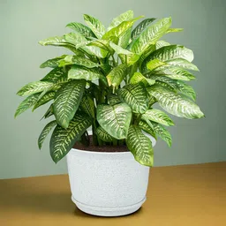 Kuber Industries 12 Pcs Planters With Plate image 2