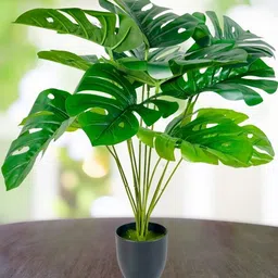 Dekorly Black Plastic Money Plant Artificial Flowers & Plants With Pot-picture-14