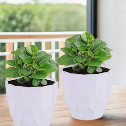 Kuber Industries 4 Pieces White Textured Flower Pot Planters image 4
